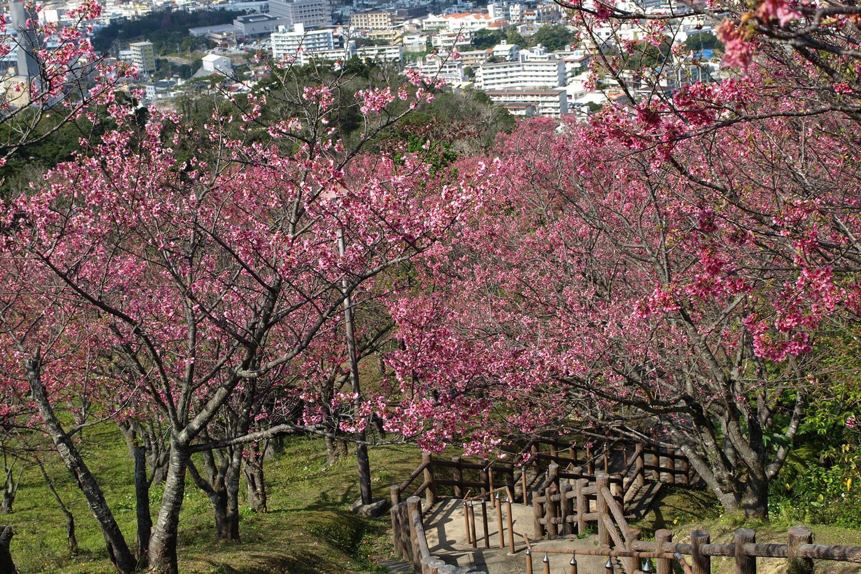 Don’t miss the cherry blossoms in full bloom! Check out our top six