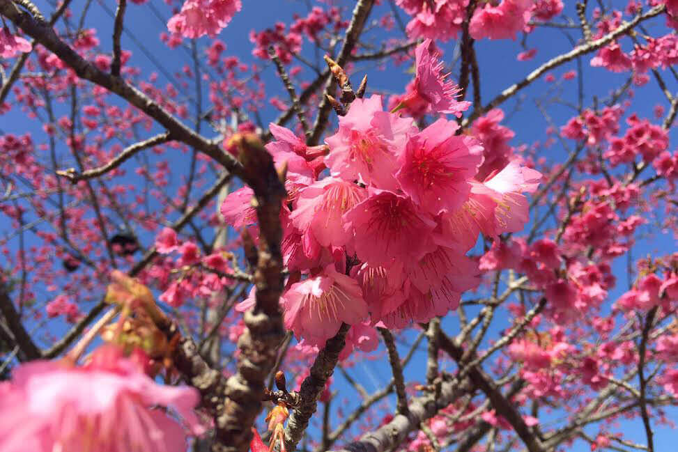 Cherry Blossom In Okinawa 2023 Hanami In Japan Kyuhoshi Sakura In