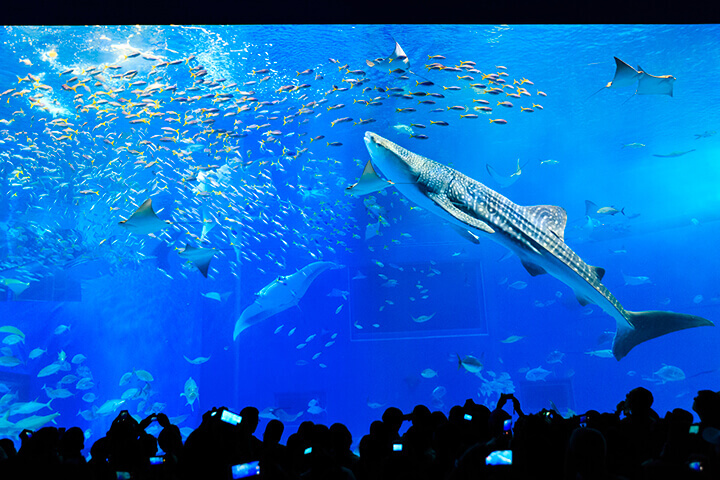 キッズのハートわしづかみ 沖縄美ら海水族館攻略法 リッカドッカ沖縄ナビ