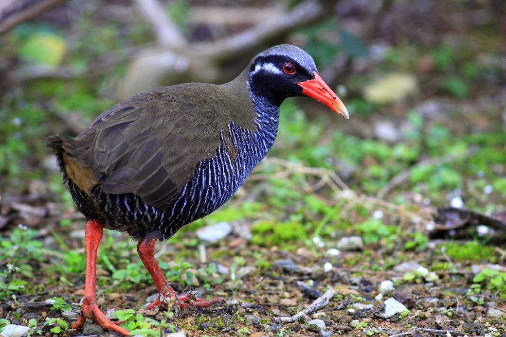 天然記念物　ヤンバルクイナ